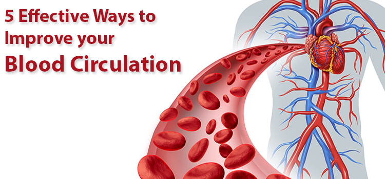 Blood Circulation